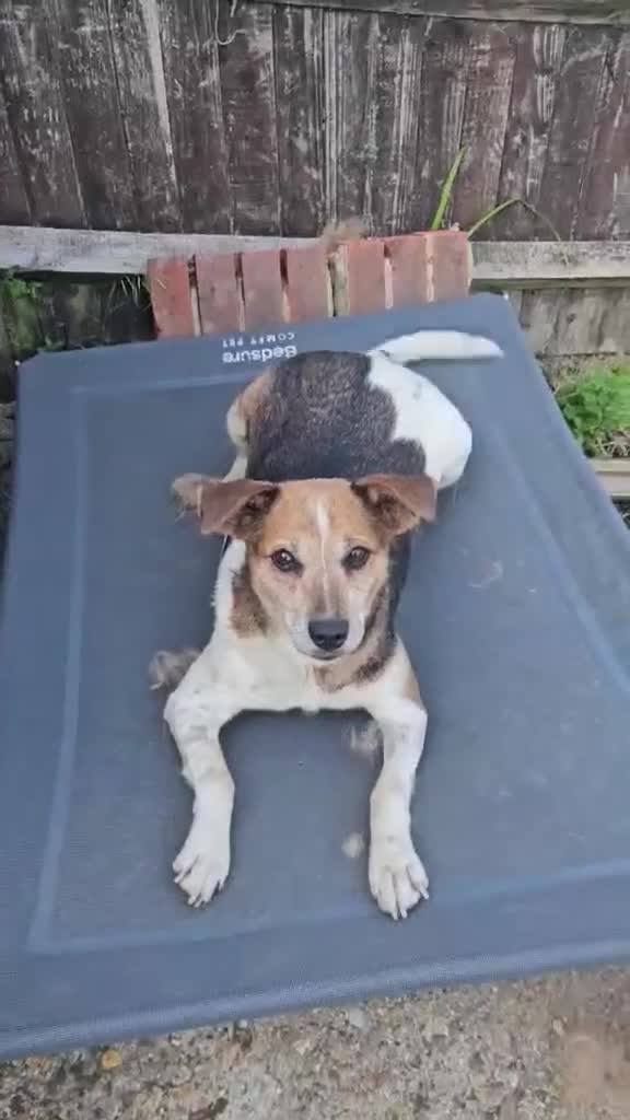 Mixed Breed dogs for adoption: Beauty for adoption - Video 1
