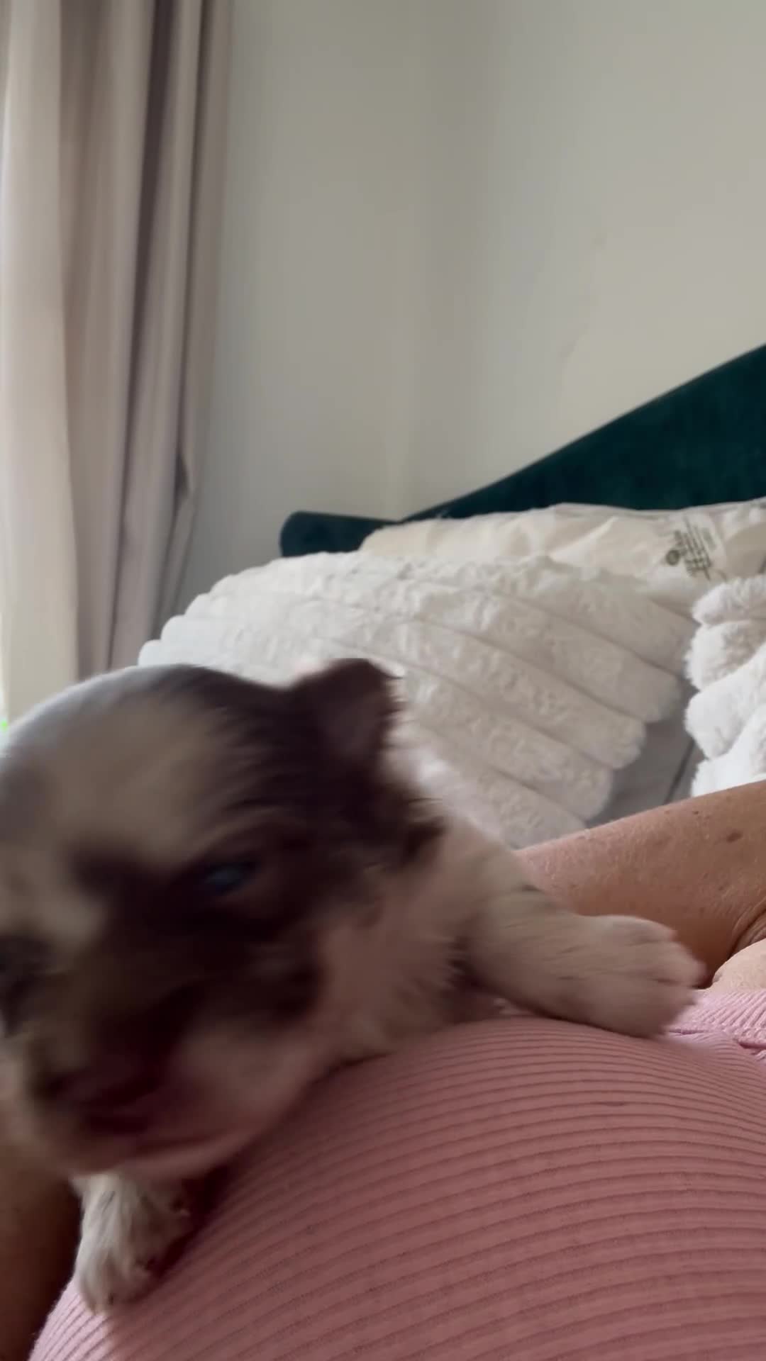 Pomeranian dogs for sale: 1 beautiful cream Merle boy left  - Video 2