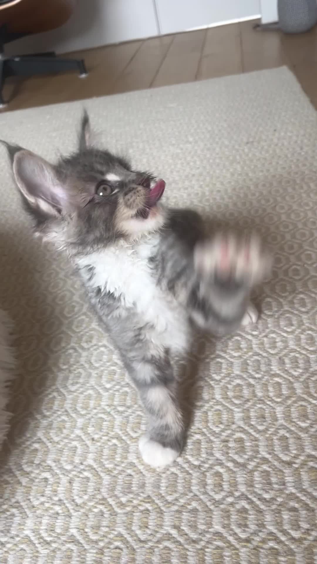 Maine Coon cats for sale: Beautiful Maine coon kittens 🐱  - Video 3
