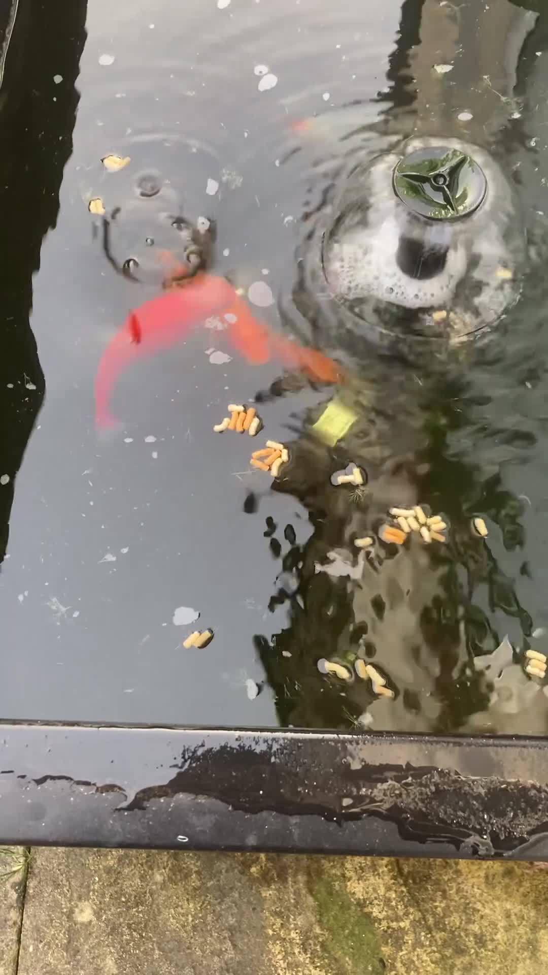 Goldfish fish for sale: 4 goldfish + 2 tench in Cheddar - Video 1