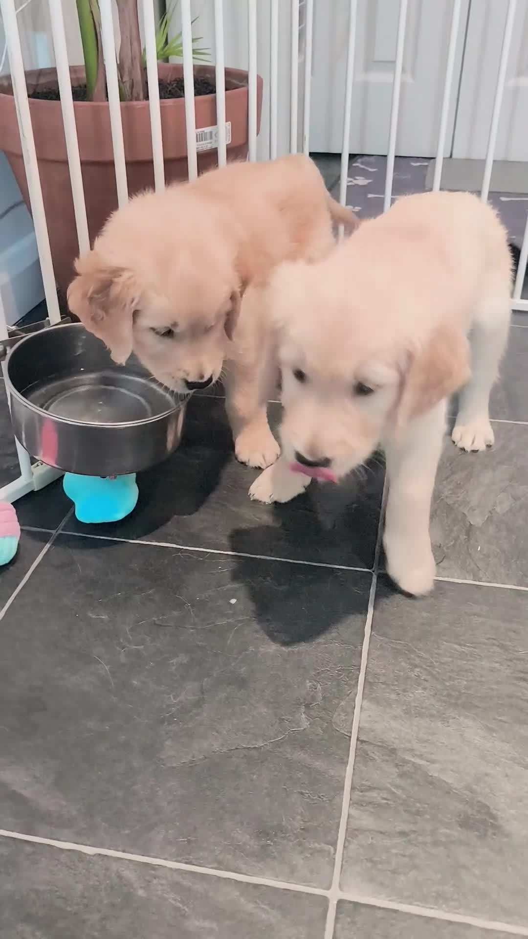 Golden Retriever dogs for sale: 🐶Gorgeous golden retriever puppies  - Video 4