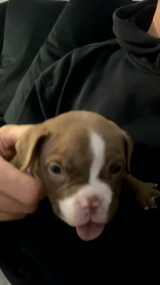American Bully dogs for sale: Looking for there forever home - Video 1