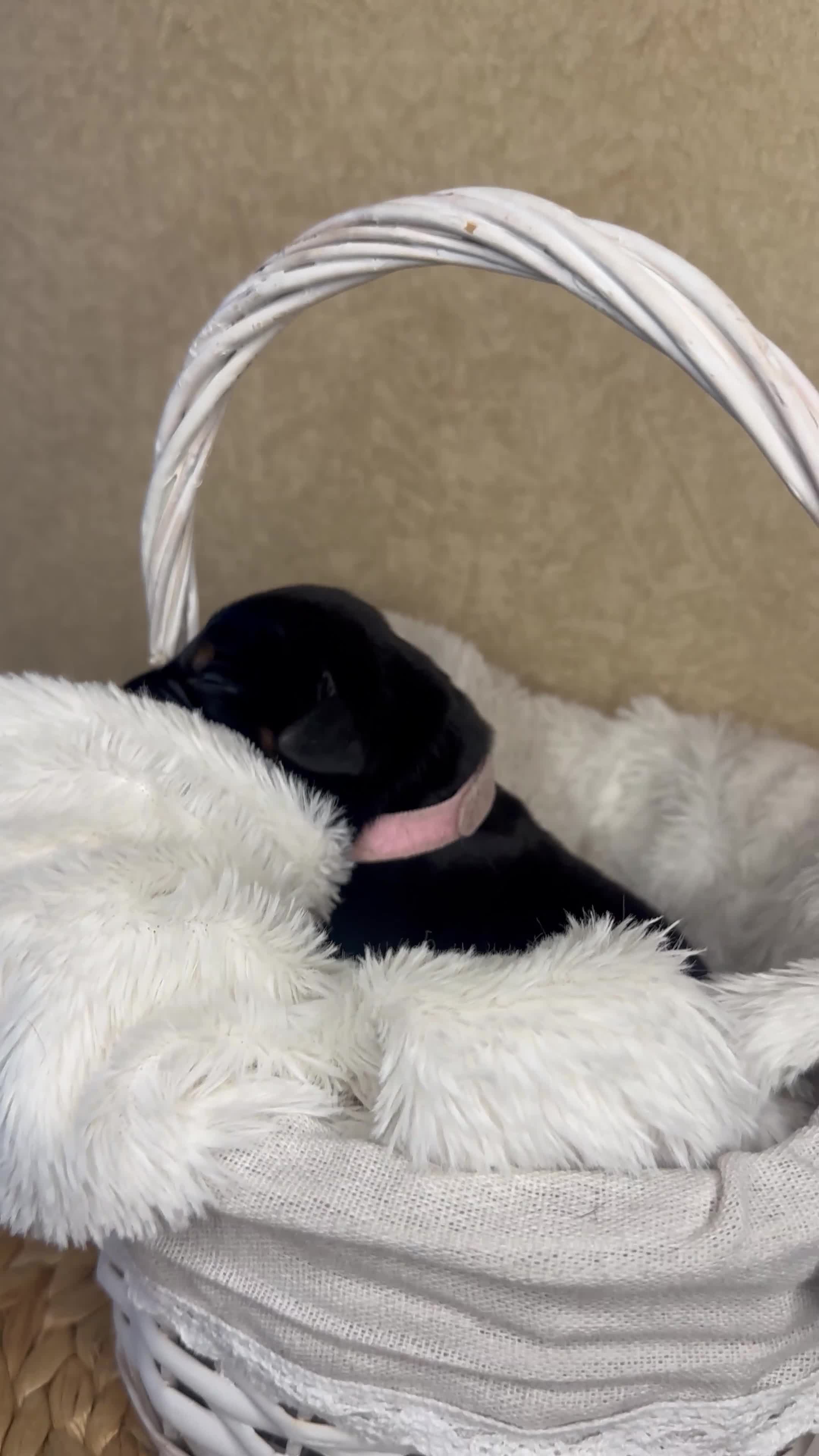 Dobermann dogs for sale: Champion Bloodline Doberman Puppies in Manchester - Video 1