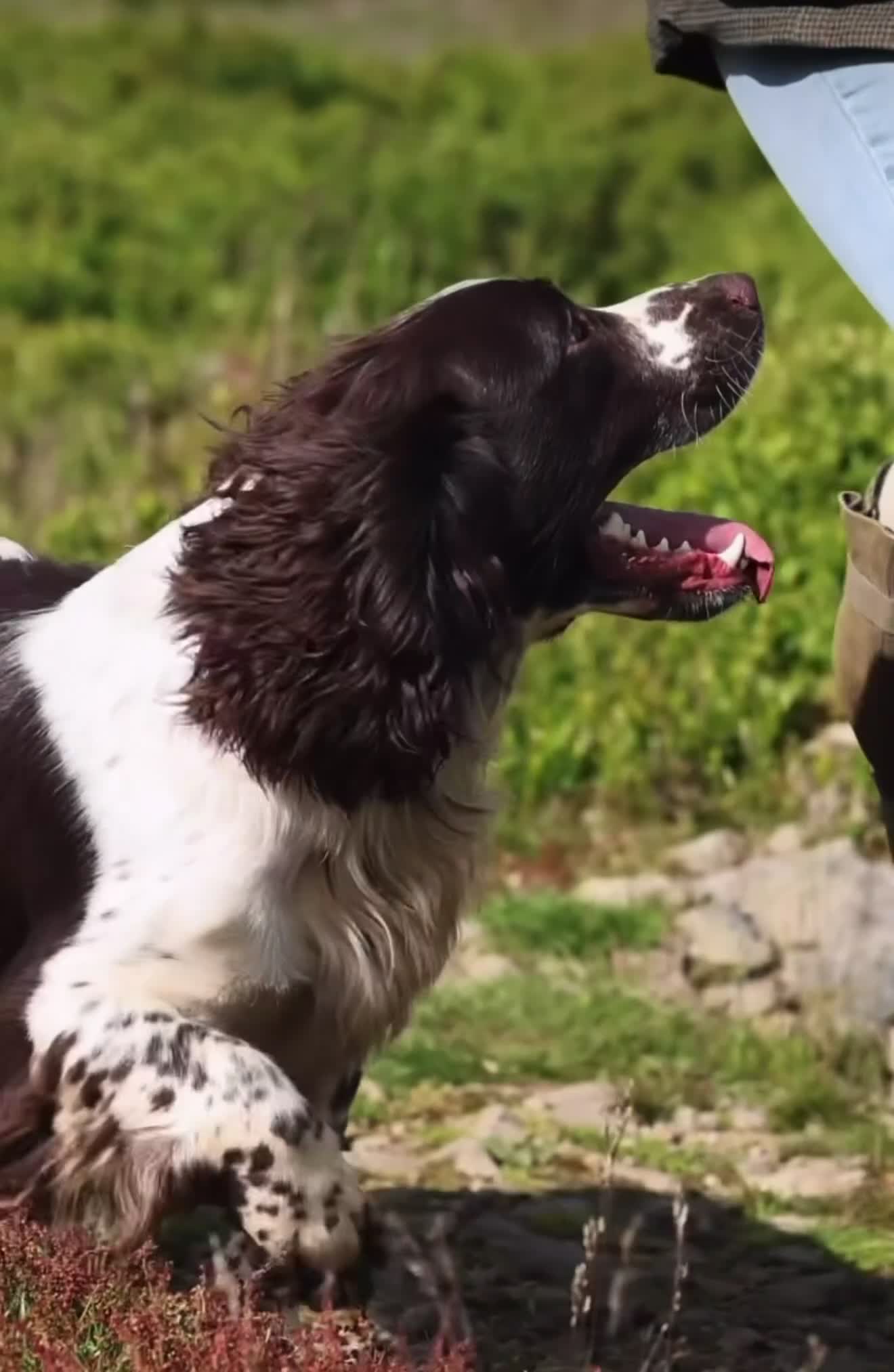 English Springer Spaniel dogs for stud: Fully health tested liver & white springer stud - Video 1
