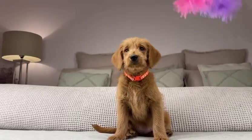 Goldendoodle dogs for sale: “OAKWELL RETRIEVERS” INSTAGRAM  - Video 2