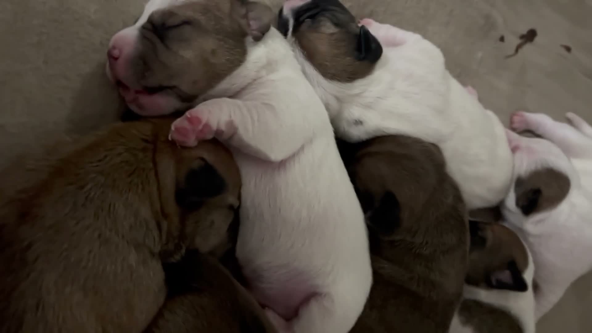 Mixed Breed dogs for sale: Jack Russell x parson Russell puos - Video 1