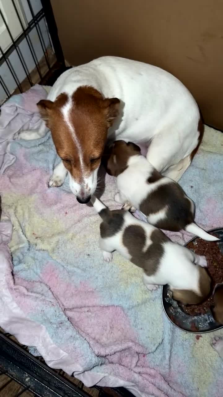 Jack Russell dogs for sale: Jack Russell puppies  - Video 1