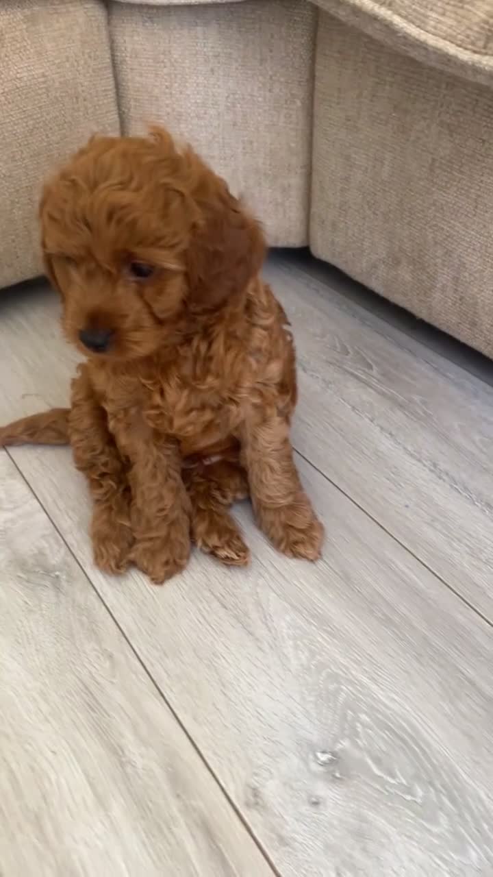 Cavapoo dogs for sale: Beautiful F1b Cavapoo boys looking for loving home - Video 2