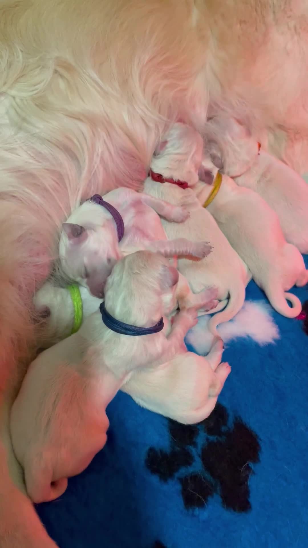 Golden Retriever dogs for sale: Beautiful Golden retriever pups - Video 1