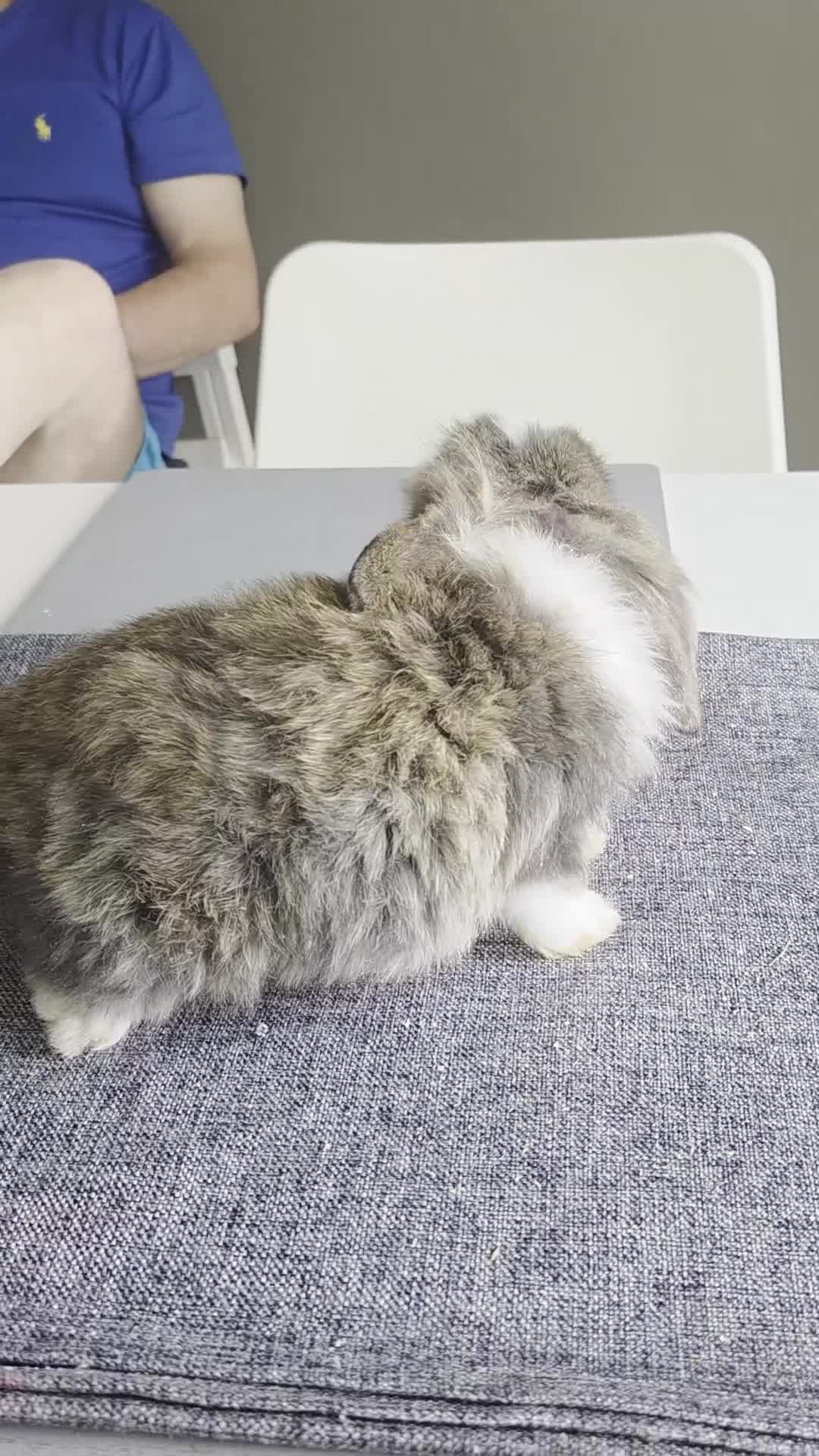 Lionhead rabbits for sale: Beautiful Teddy lionheads only one girl left - Video 1