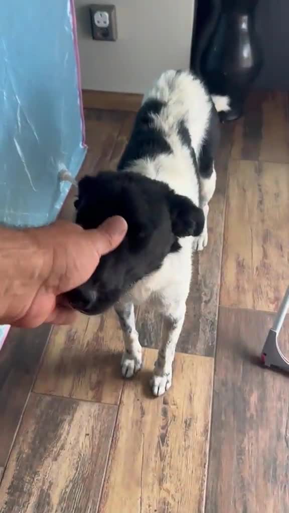 Mixed Breed dogs for adoption: Sweet Pepita looking for True Love  - Video 2