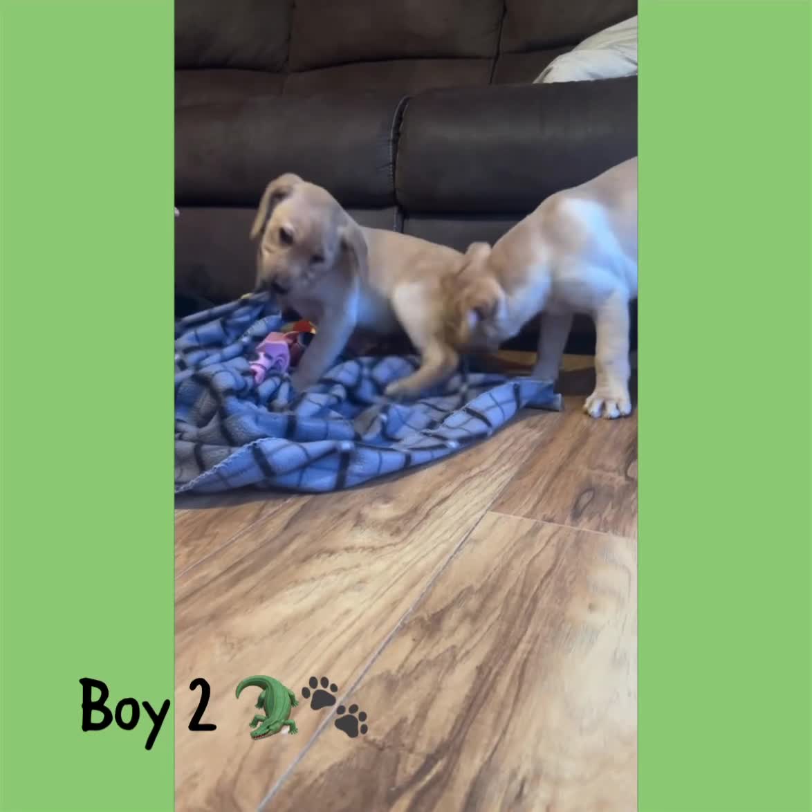 Labrador Retriever dogs for sale: Beautiful Labrador puppies!! ❤️🐾 - Video 4