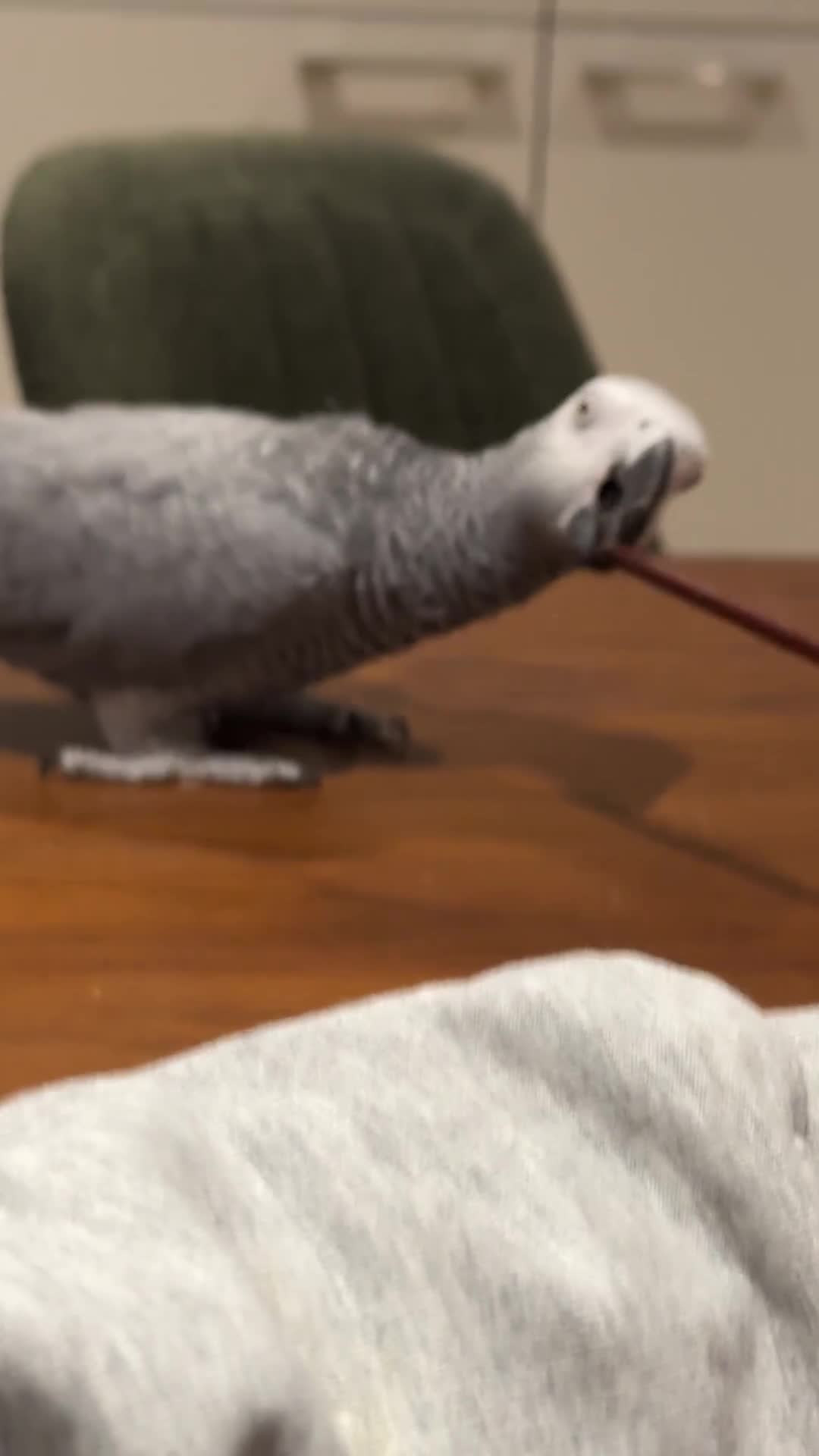 Parrots birds for sale: Burger in Manchester - Video 1