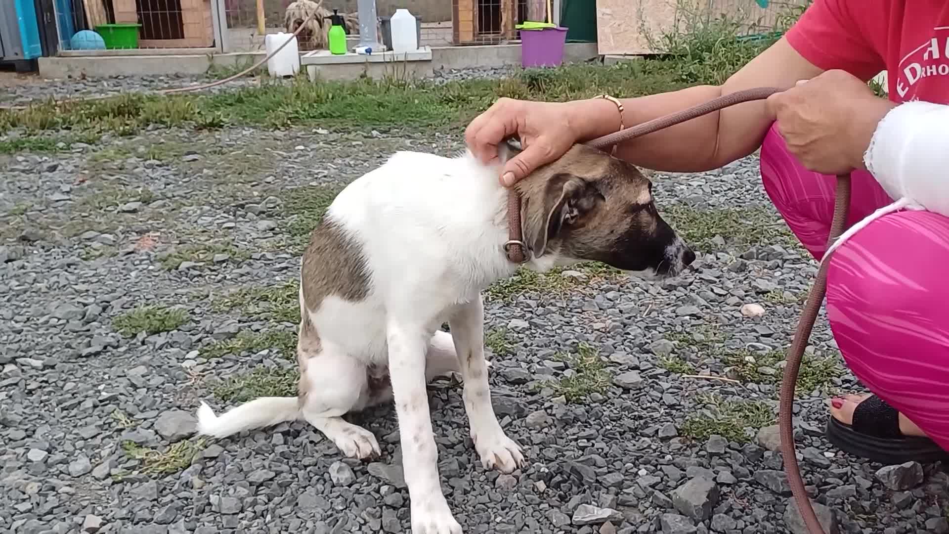 Mixed Breed dogs for adoption: 💔 GISELLE - A Lovely Girl for a Loving HOME ❤️ in Nottingham - Video 3