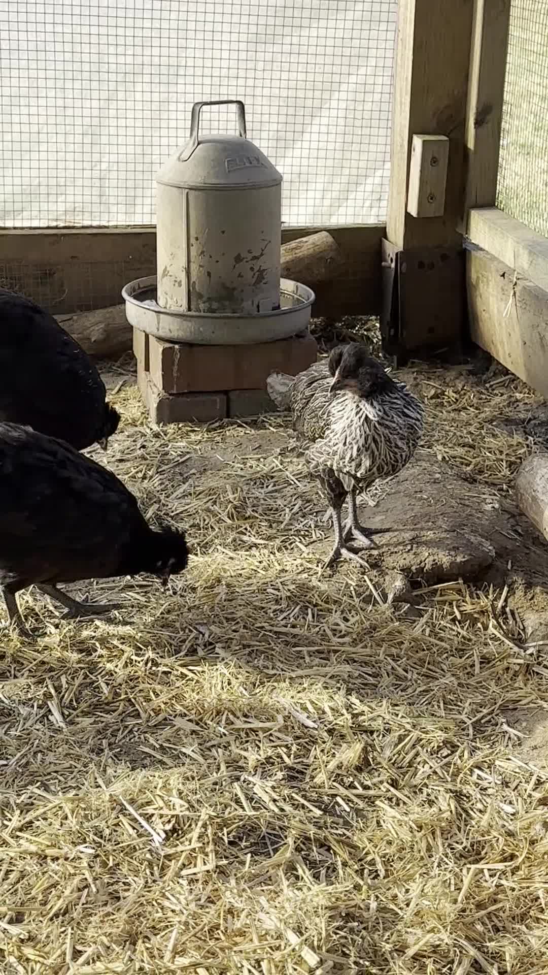 Chickens poultry for sale: RARE SHETLAND POULTRY in Wisbech - Video 1