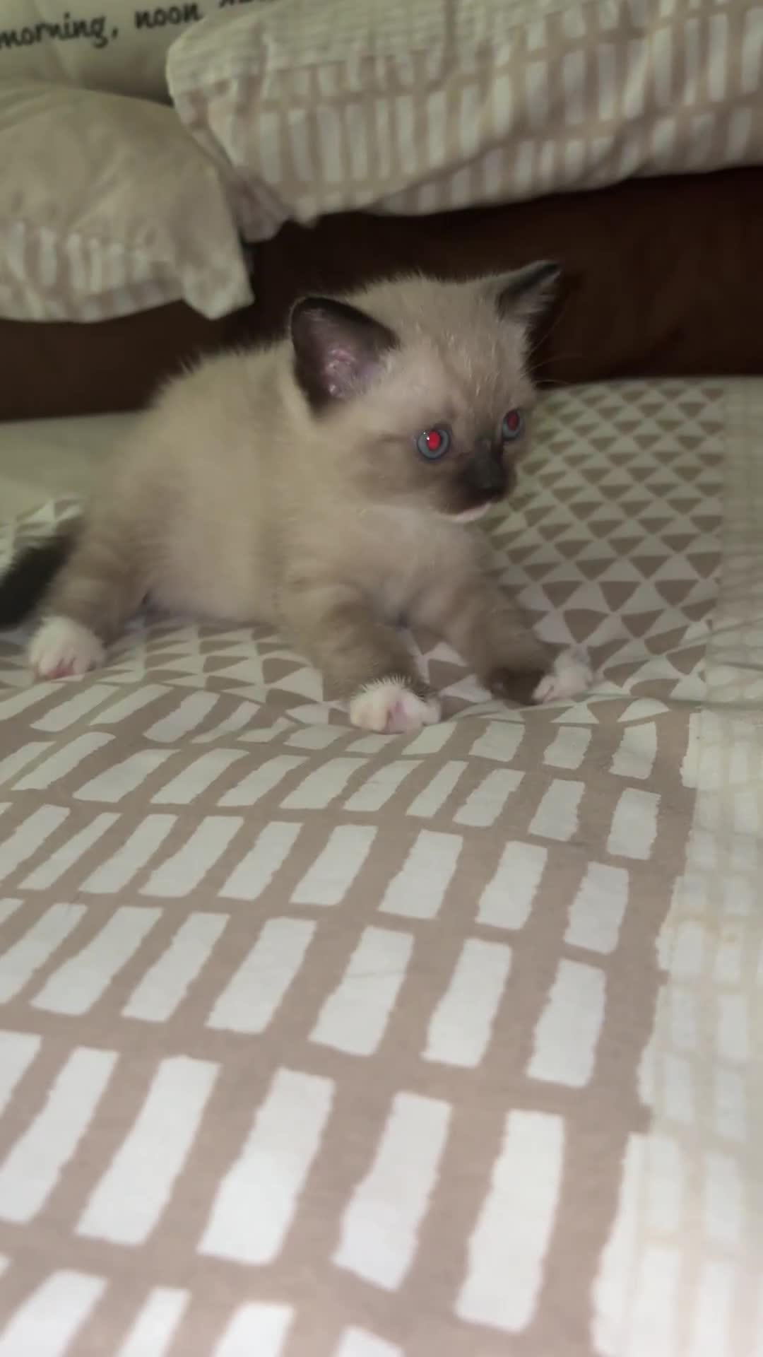 Mixed Breed cats for sale: Amazing female kitten  - Video 3