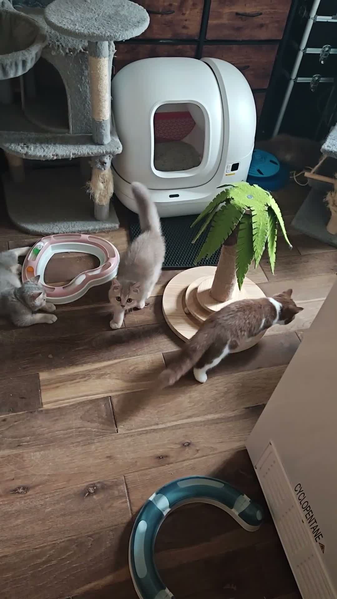British Longhair cats for sale: cinnamon bi colour boys  - Video 3