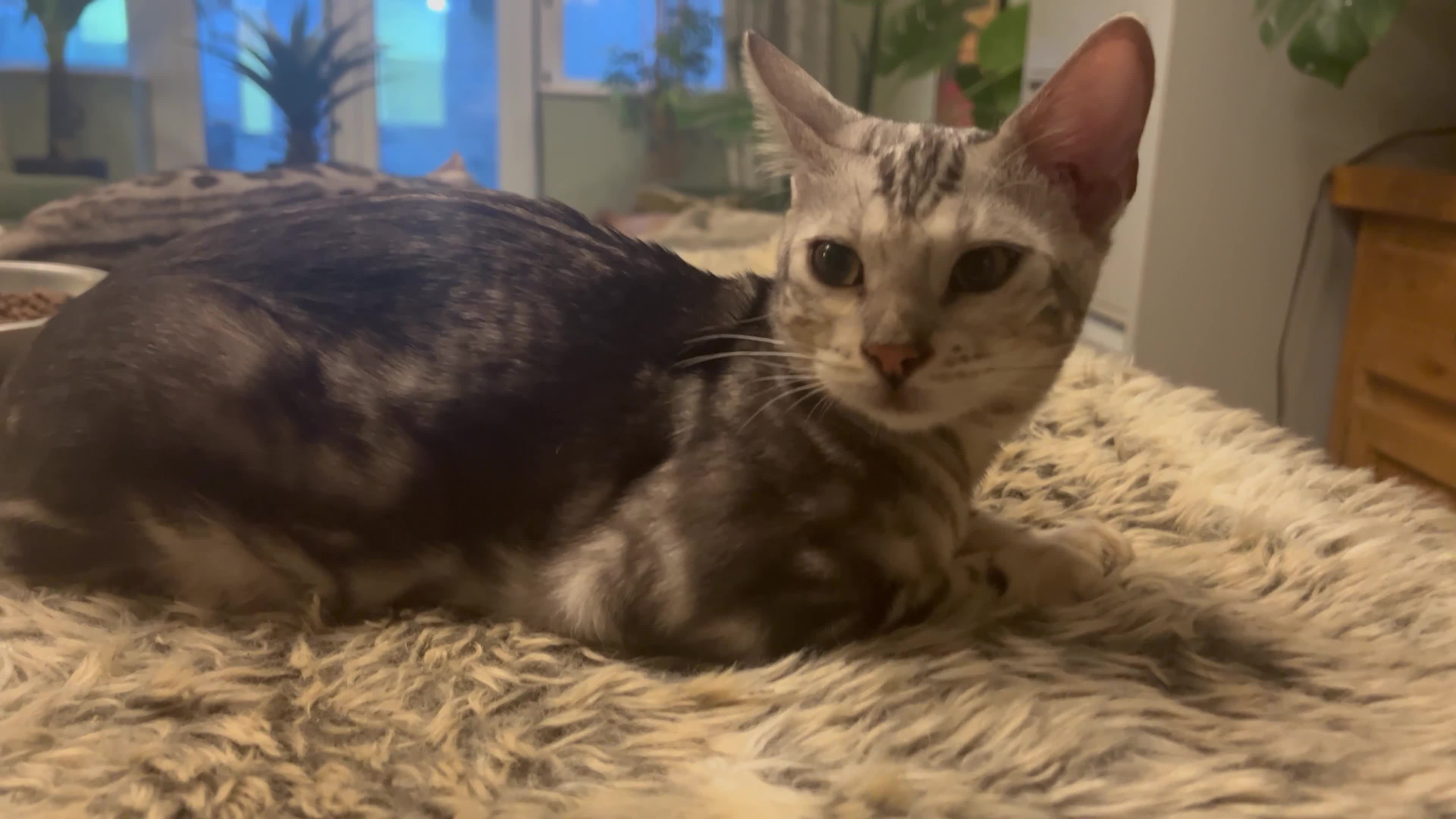 Bengal cats for sale: Beautiful Bengal Kittens Ready for Forever Homes - Video 2