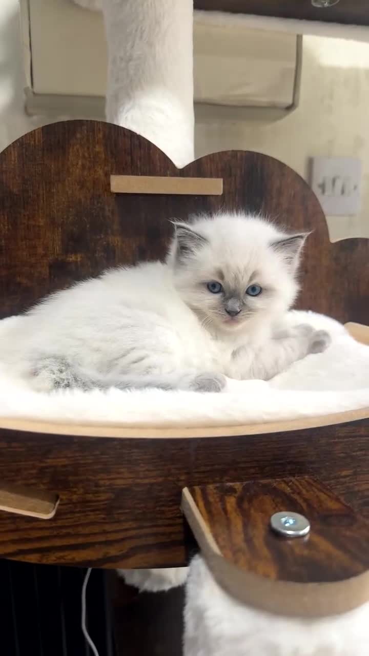 Ragdoll cats for sale: Beautiful Male Ragdolls – Champion Bloodlines - Video 1