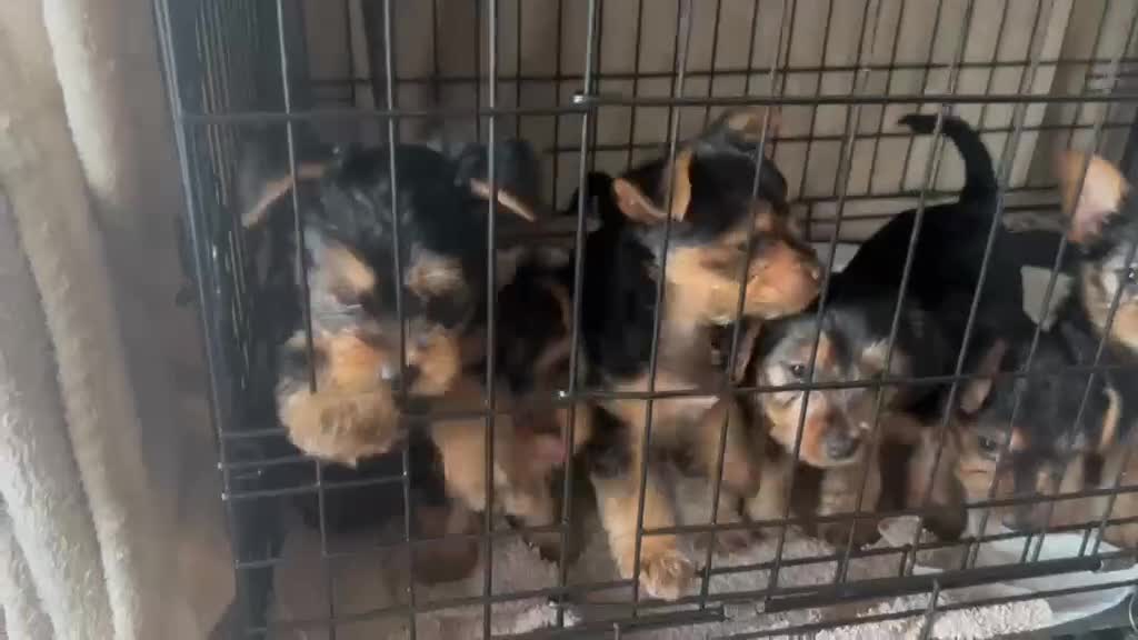 Yorkshire Terrier dogs for sale: Yorkshire terrier puppies  - Video 2
