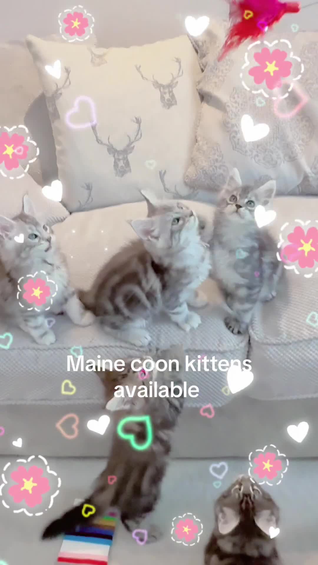 Maine Coon cats for sale: Outstanding pedigree kittens - Video 1