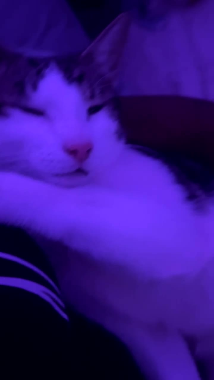 Domestic Shorthair cats for sale: Beautiful white tabby striped kitten  - Video 4