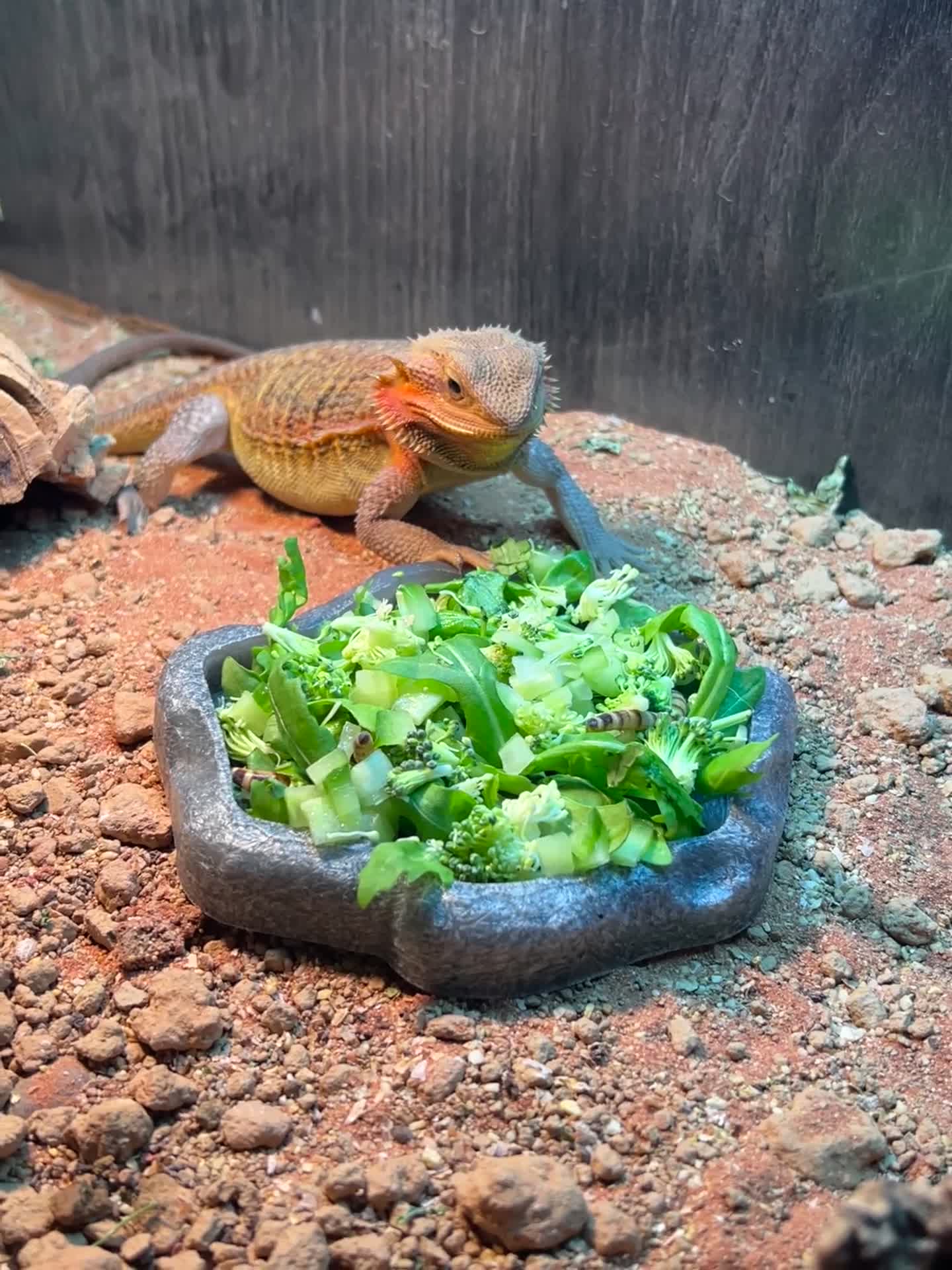 Bearded Dragon reptiles for sale: Bearded Dragon - Full Setup Included 🦎❤️ - Video 4