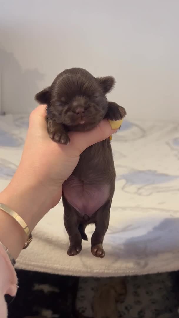 Shih Tzu dogs for stud: STUNNING CHOCOLATE IMPERIAL SHIHTZU OPEN AT STUD in Grays - Video 3