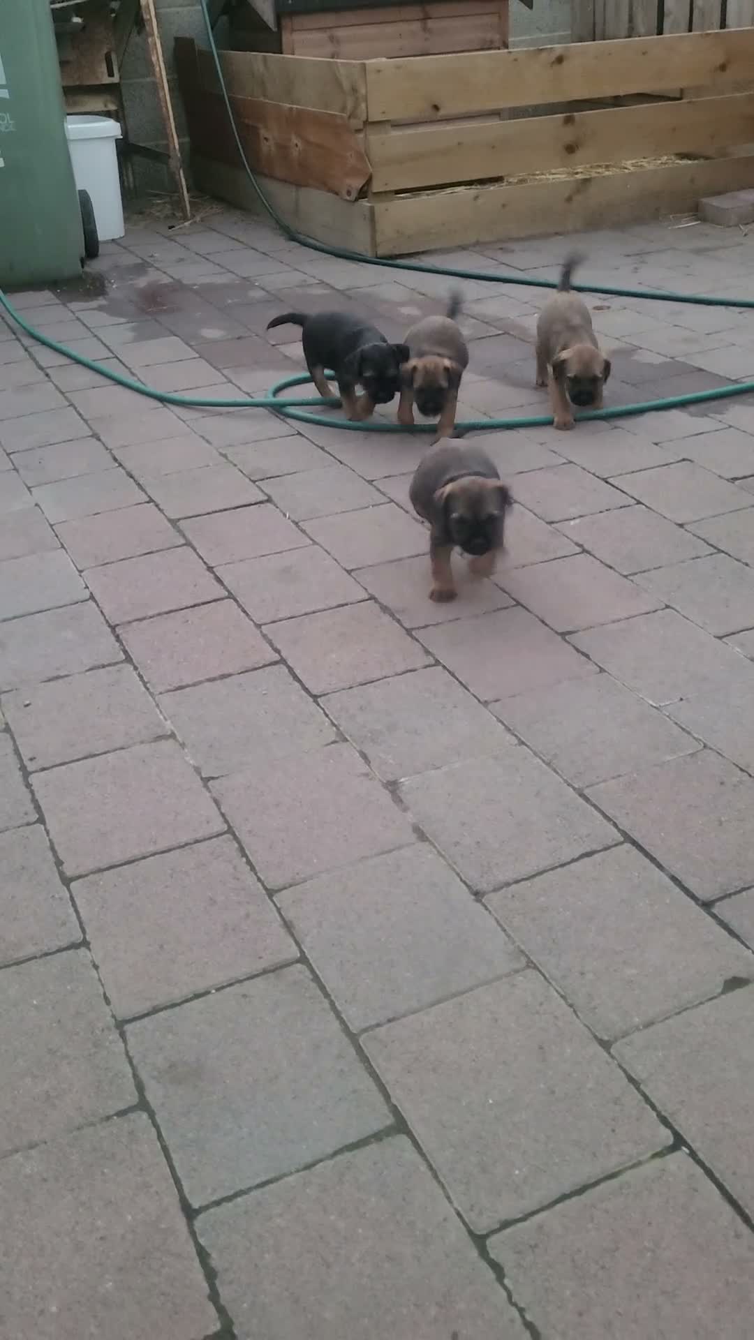Border Terrier dogs for sale: Top quality kc border bitch - Video 1
