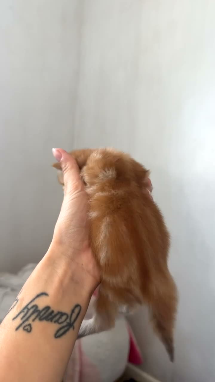 Asian cats for sale: 4 beautiful kittens  - Video 2