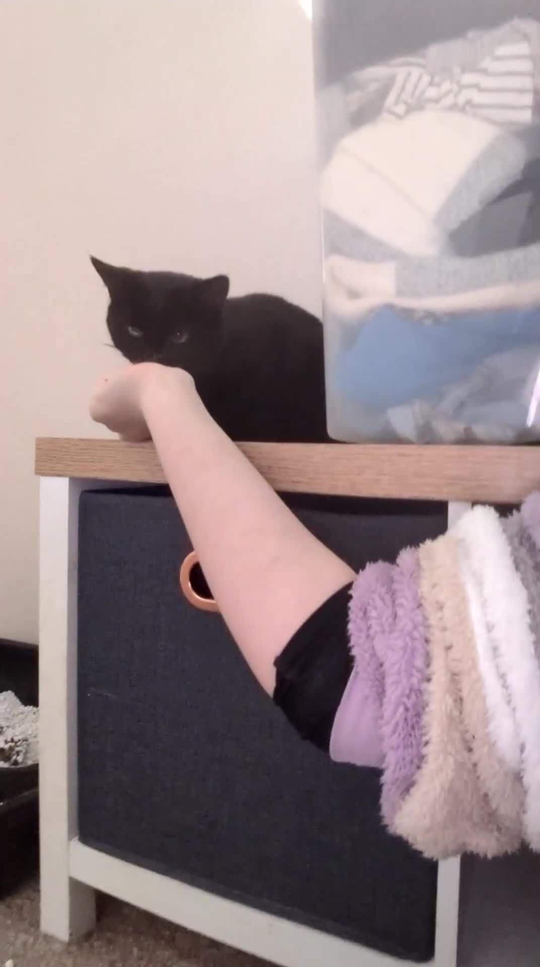 Mixed Breed cats for sale: Urgent rehoming today!  - Video 1