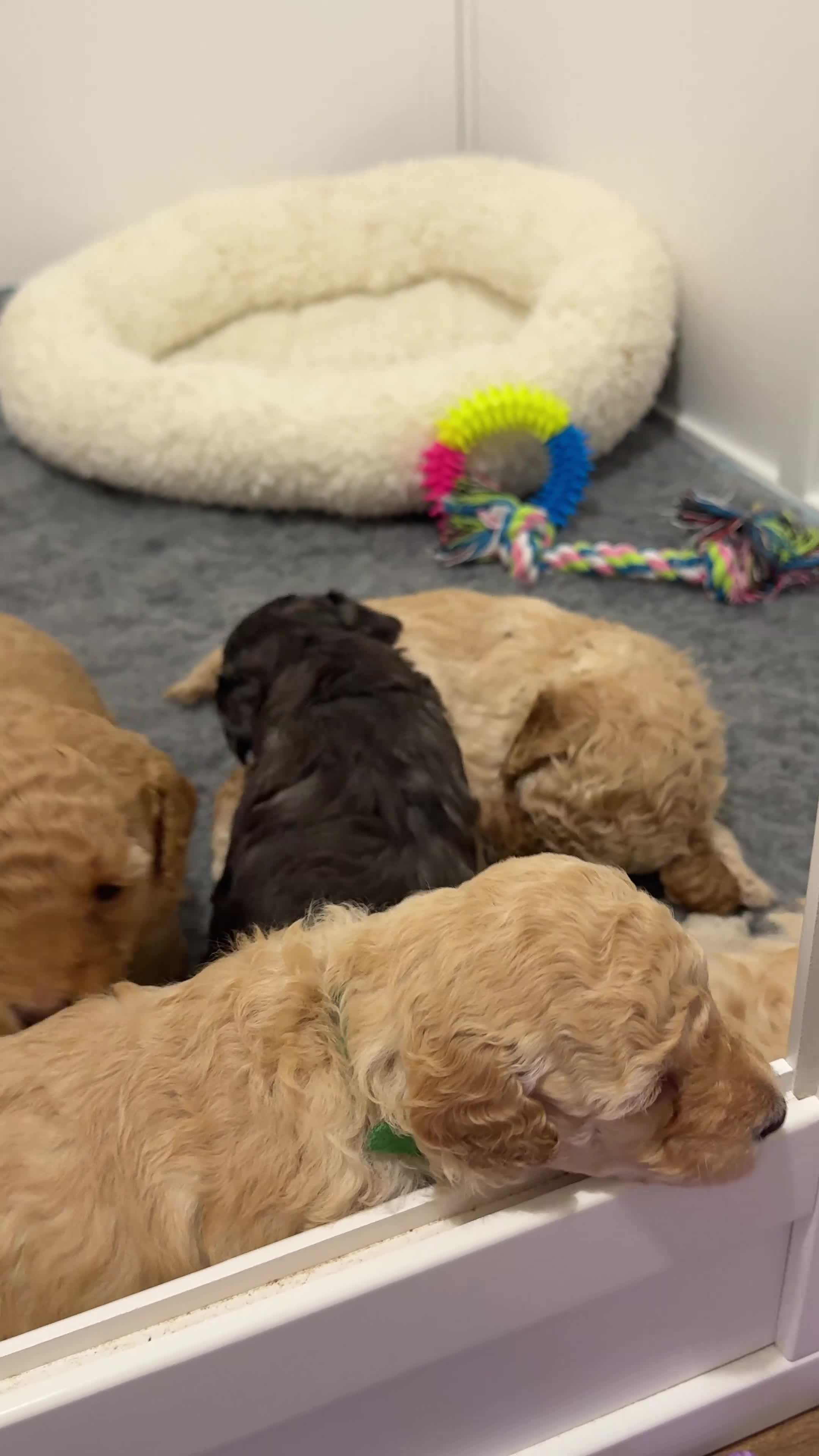 Cockapoo dogs for sale: ✨Exceptional DNA clear F1BB Cockapoo Puppies✨ - Video 1