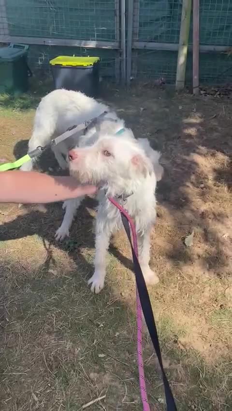 Mixed Breed dogs for adoption: BENJI - a handsome & gentle Boy  for a Loving Home - Video 4