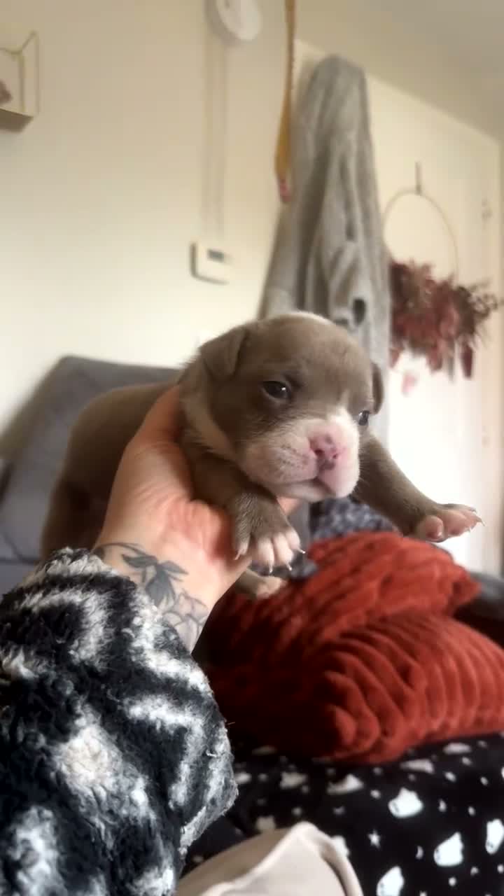 Olde English Bulldogge dogs for sale: OEB puppies for sale  - Video 4