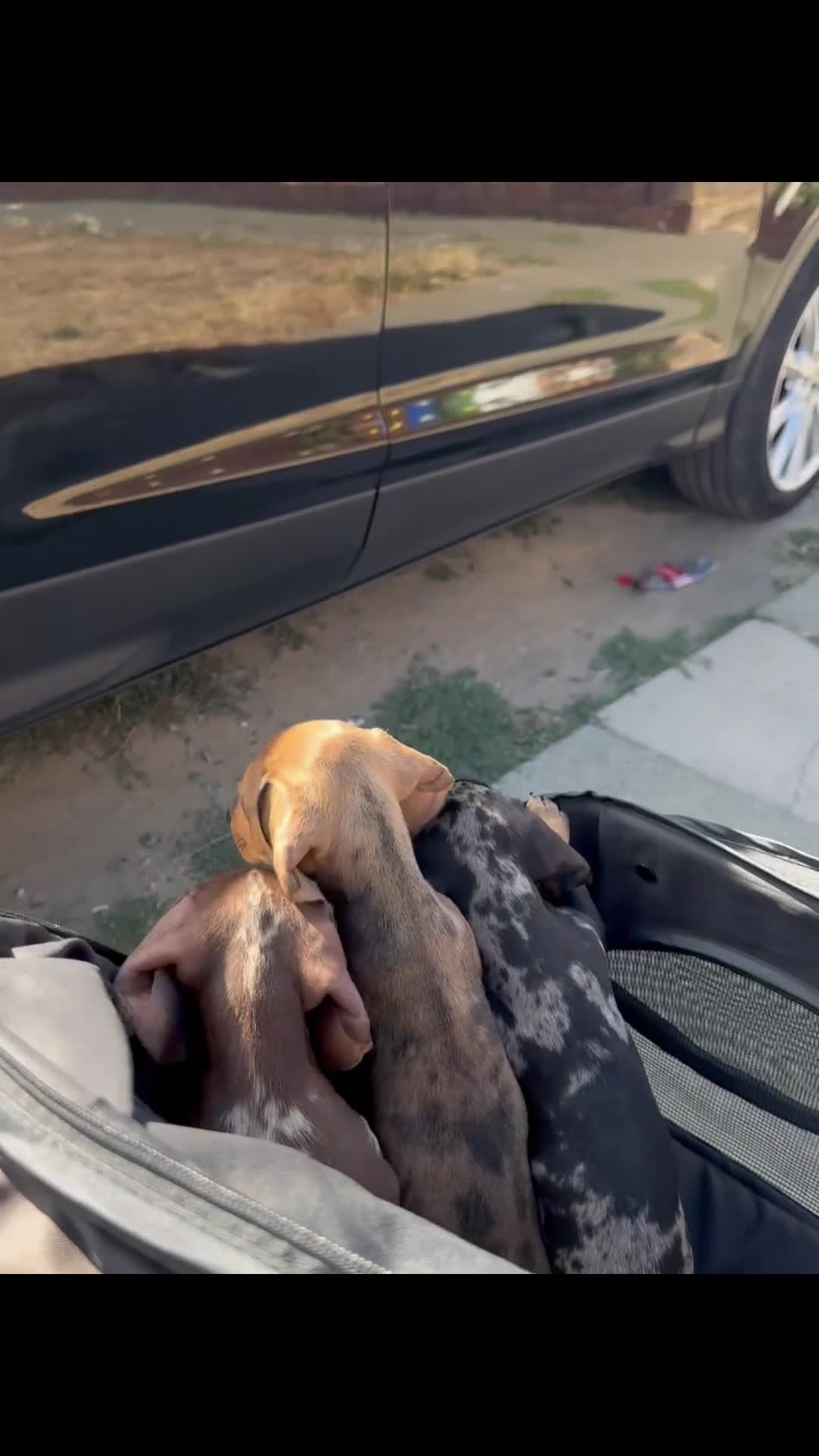 Miniature Dachshund dogs for sale:  🐾 READY NOW full panel health clear kc  - Video 3