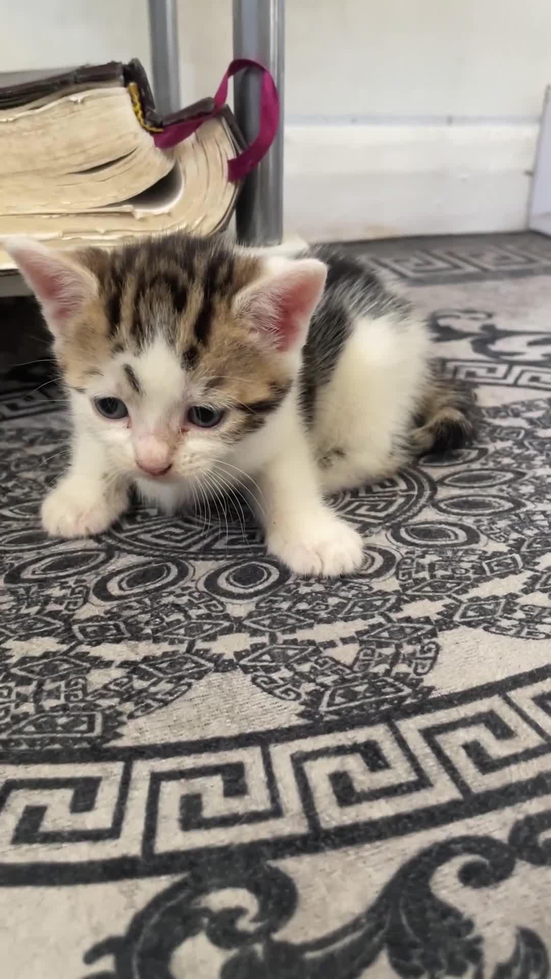 Domestic Shorthair cats for sale: Adorable 4-week-old kittens ready to reserve - Video 3
