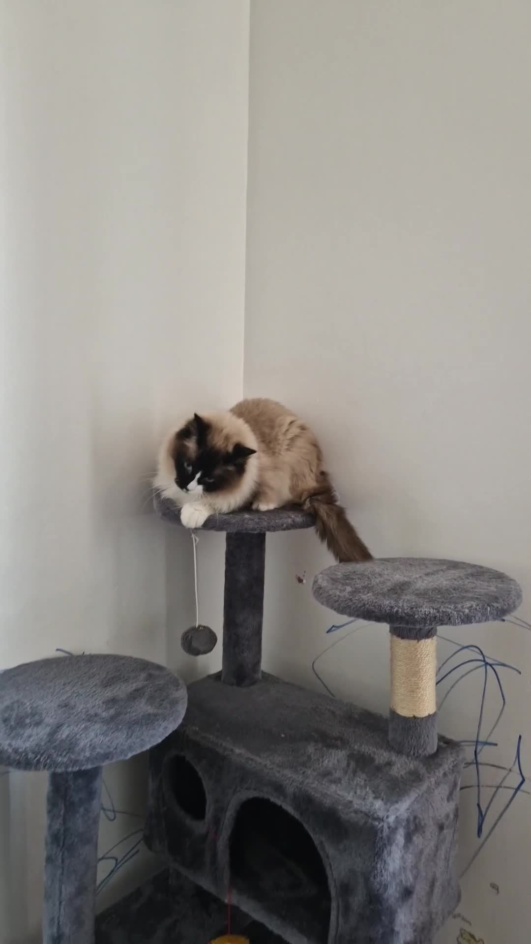 Ragdoll cats for sale: Oscar and barbe beautiful ragdol cats - Video 1