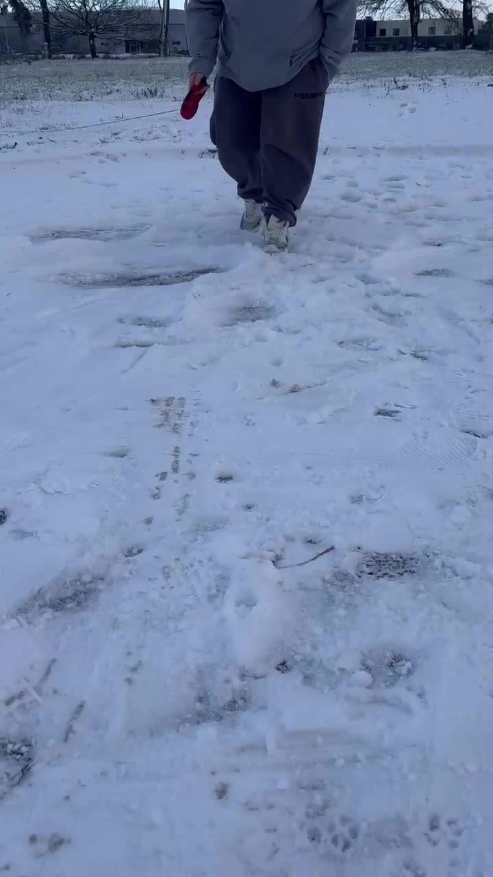 Pomeranian dogs for sale: Pomeranian puppies - Video 2