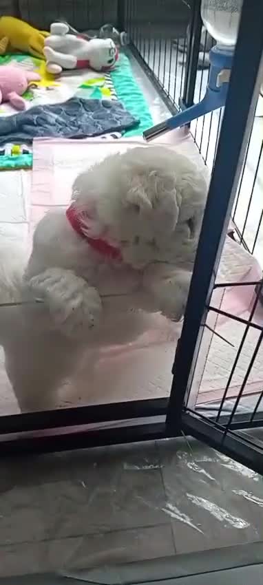 Bichon Frise dogs for sale: Bichon Frise ( 1 boy left ) - Video 1