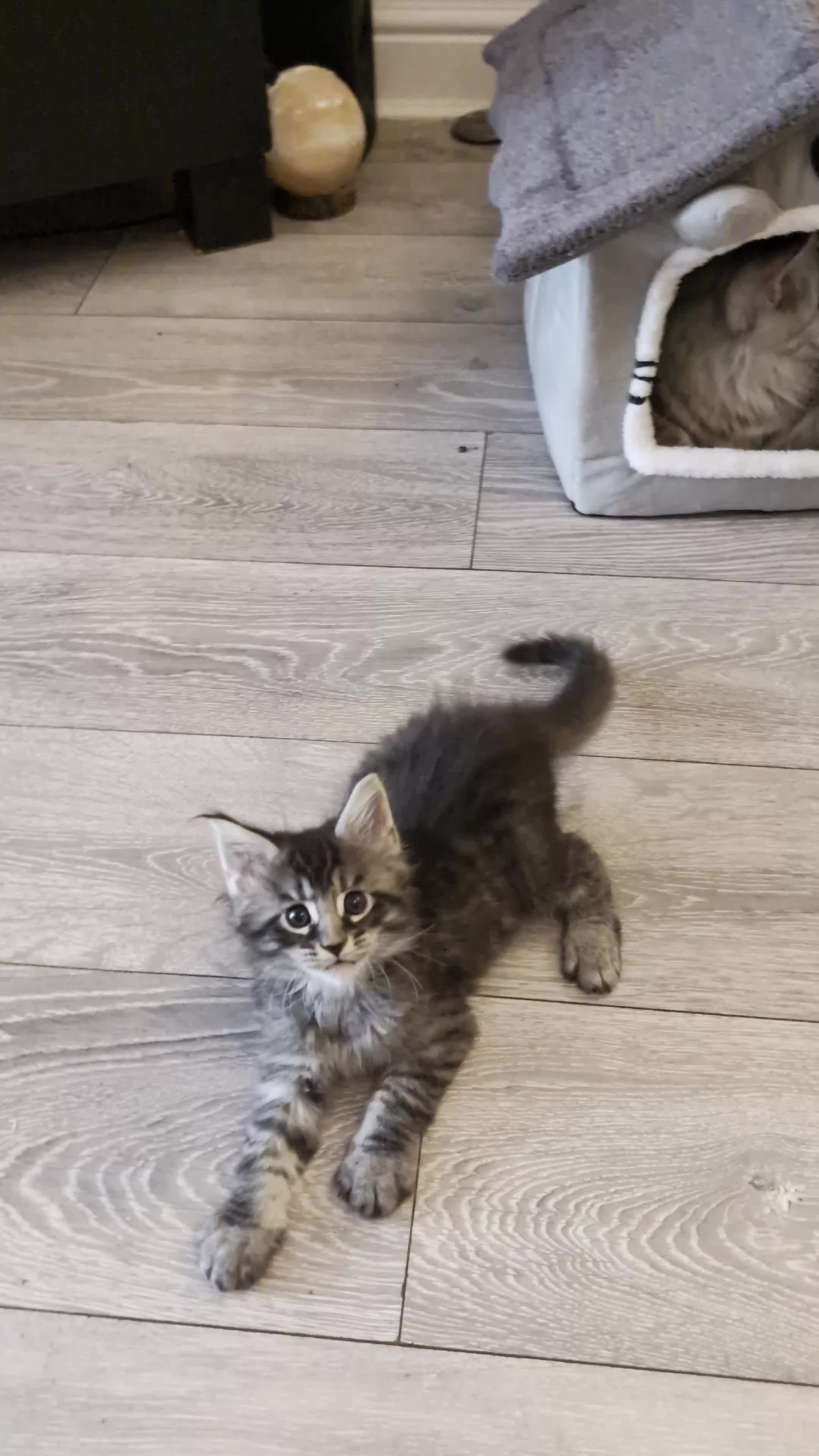 Maine Coon cats for sale: Tica registered mainecoons  - Video 1