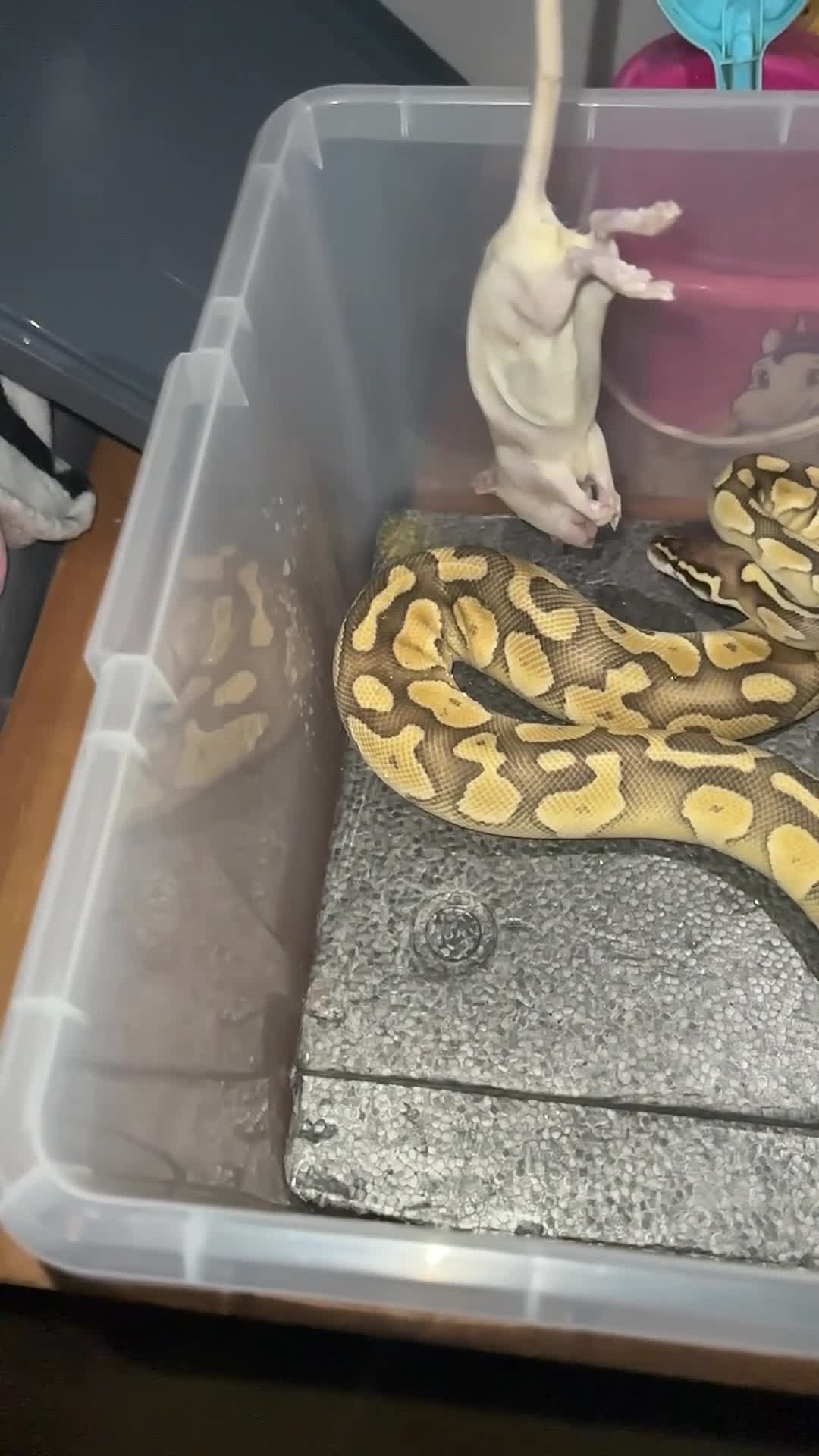 Python Snake reptiles for sale: Ball  banana pastele - Video 1