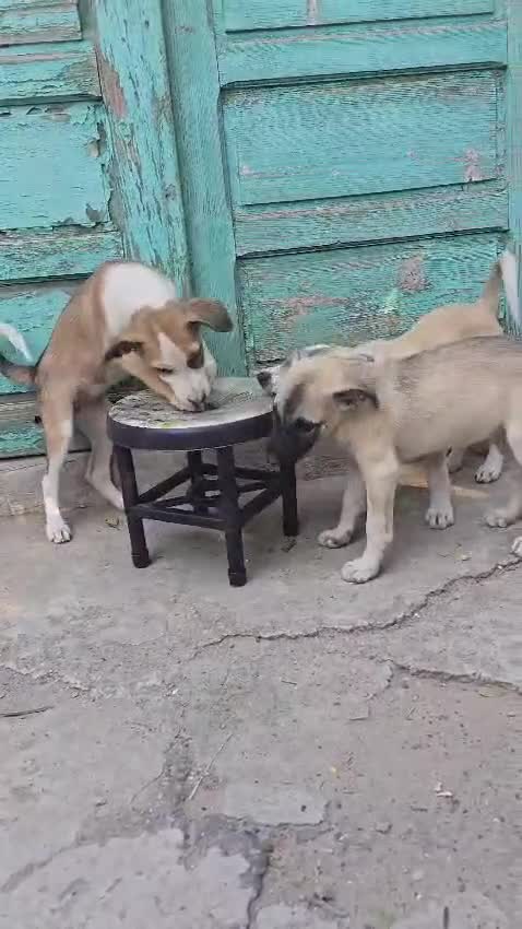 Mixed Breed dogs for adoption: ❤️🐾TITTO  THIS TIME, HIS HOME MUST BE FOREVER🐾❤️ - Video 2