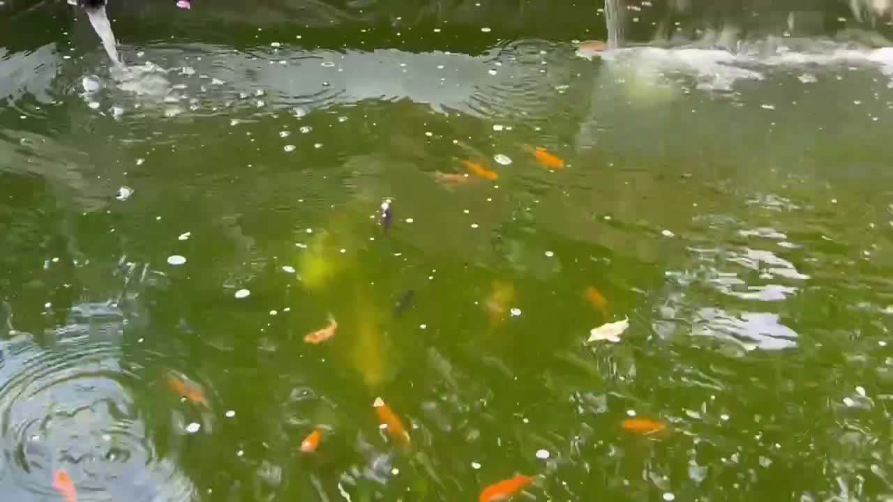 Pond Fish fish for sale: Pond Goldfish in Bedford - Video 1