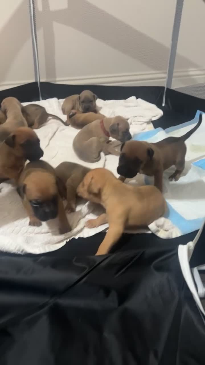 Mixed Breed dogs for sale: French bulldog mix - Video 1