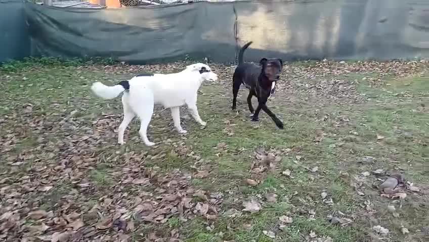 Mixed Breed dogs for adoption: 🌸 MEET BIANCA - a Gentle Girl for a Loving Family - Video 5