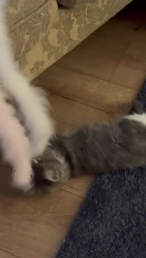 Maine Coon cats for sale: 🔔READY NOW🔔 KING-SIZE MAINE COON CUB - Video 2
