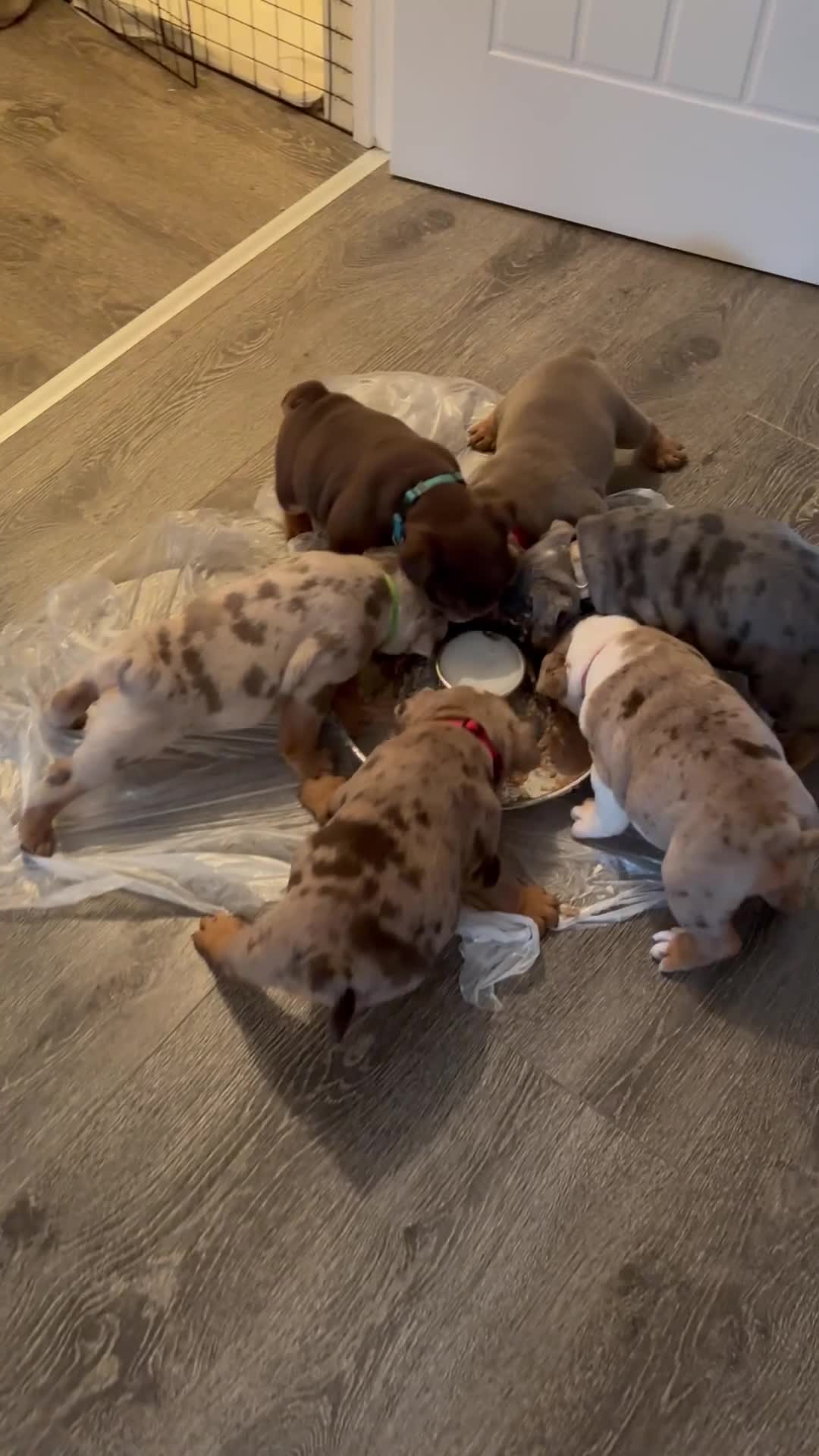 English Bulldog dogs for sale: Bulldog Puppies Champion bloodlines - Video 1