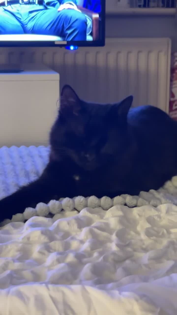 RagaMuffin cats for sale: Cat, Oreo - Video 2