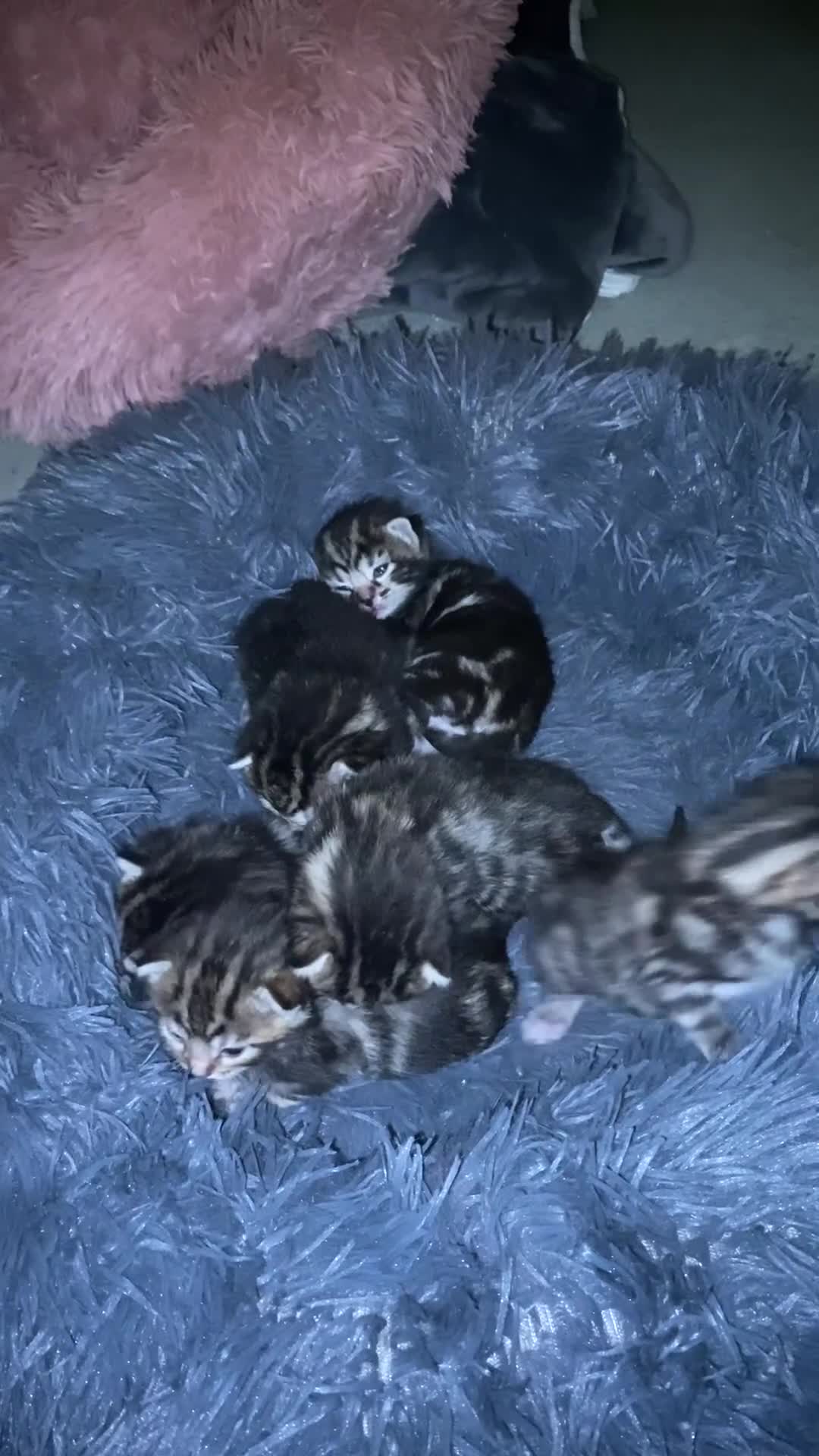 Bengal cats for sale: Bengal  - Video 1