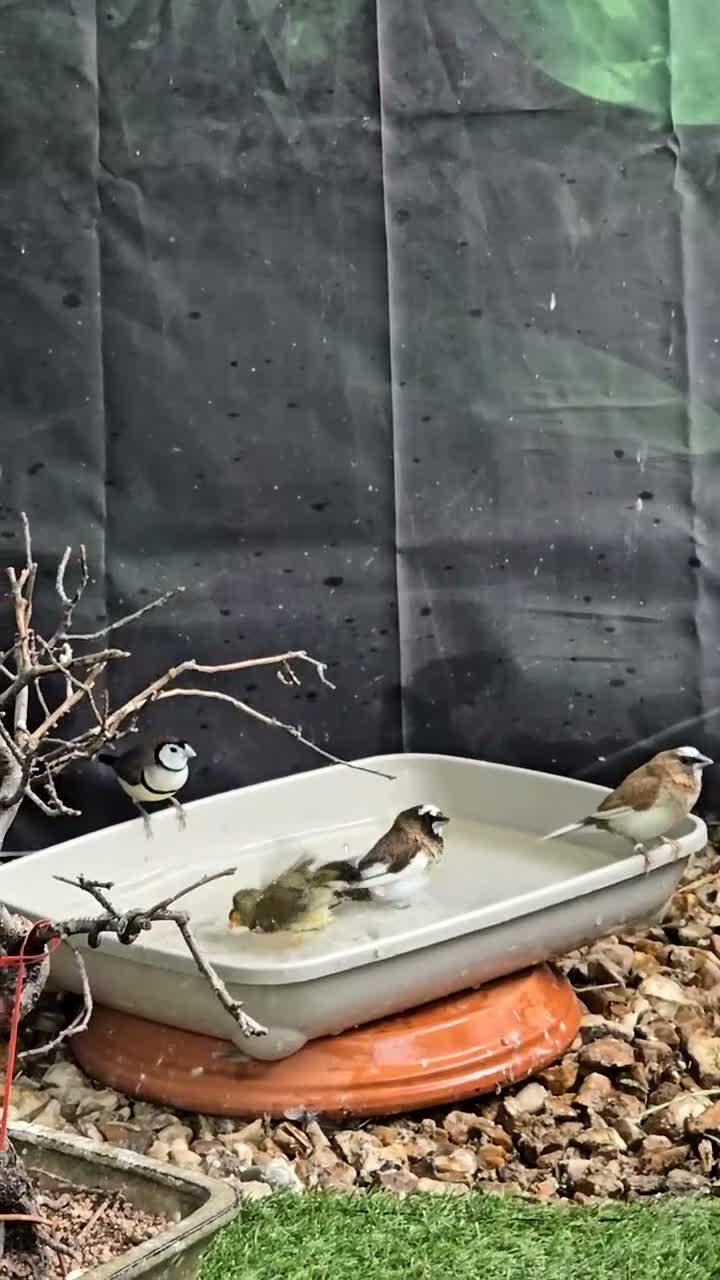 Mixed Breed birds for sale: Mixed aviary birds in Newton Abbot - Video 1